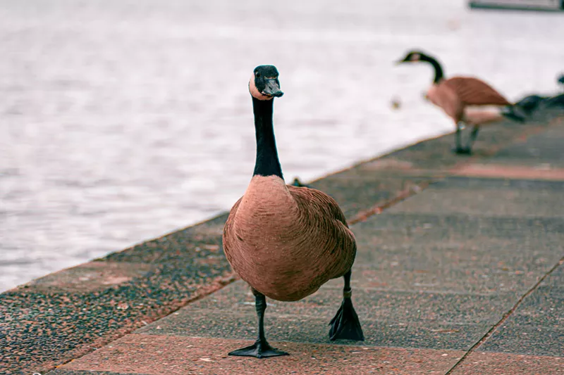 Image: First avian flu, next culling for Denver geese?
