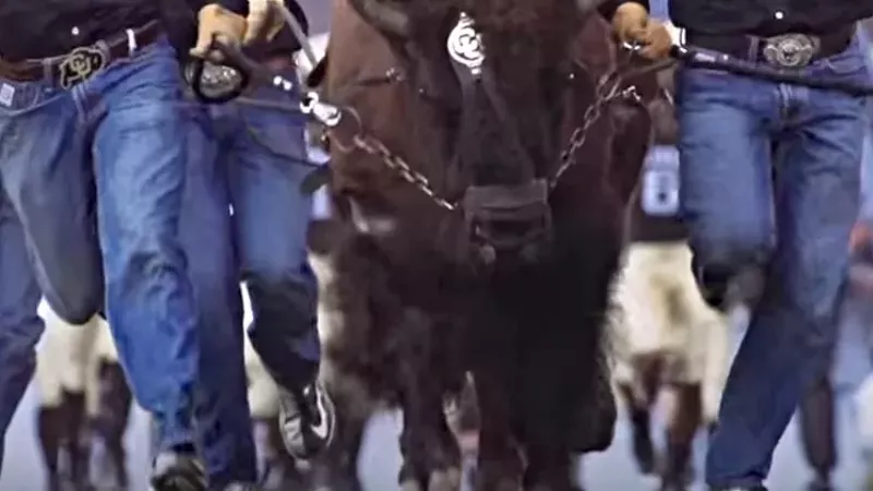 Image: CU Boulder mascot Ralphie running at Folsom Field, which shares an address with Buffalo Sports Properties.