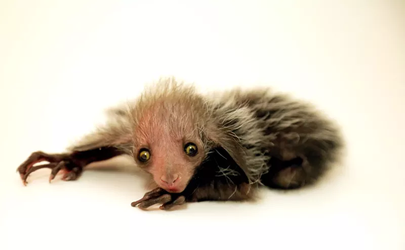 Image: Cute or Creepy? Meet Tonks, the Denver Zoo's Newest Creature Feature