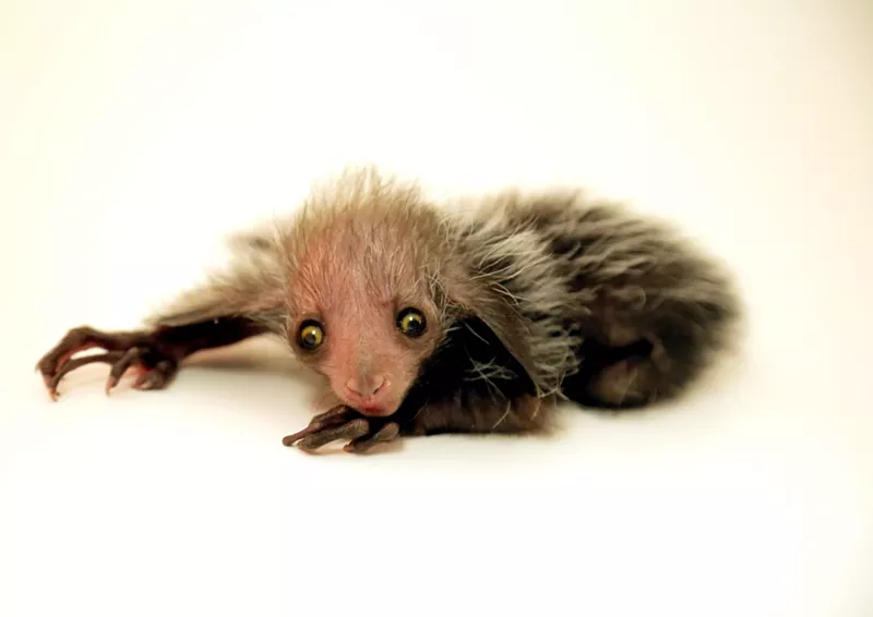 Image: Meet Tonks, the new aye-aye at the Denver Zoo.