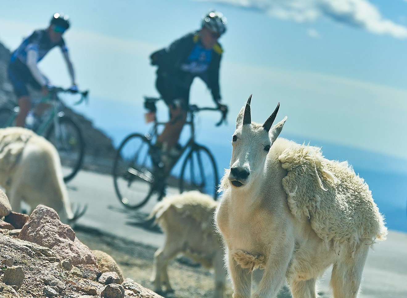 Mountain Goats are a common sight along the highway leading to the top of Mt. Evans.