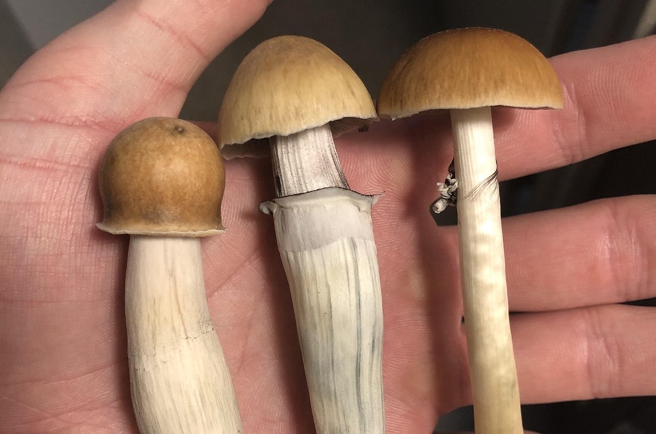 Possession of psilocybin mushrooms, pictured here, is now decriminalized in Denver. But dealing is not.