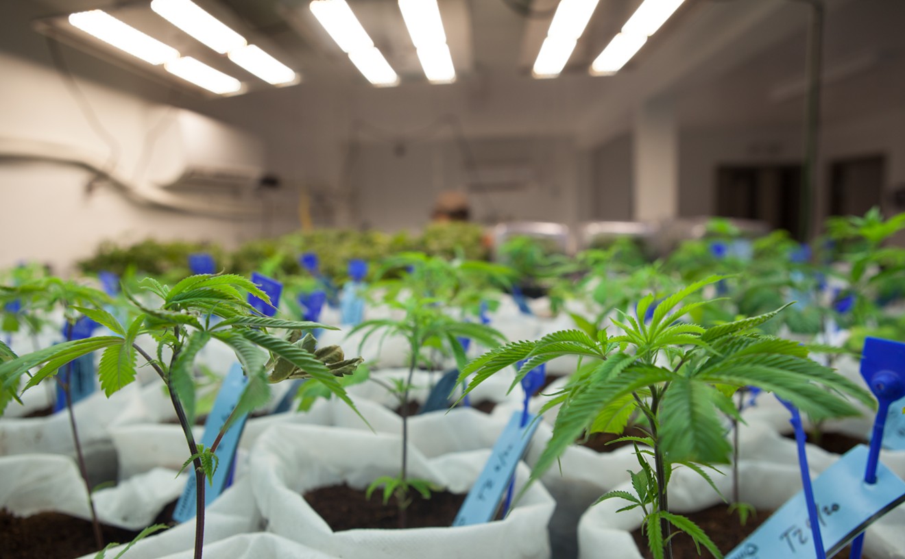 Cannabis Growing Operation Shuts Down After Numerous Violations