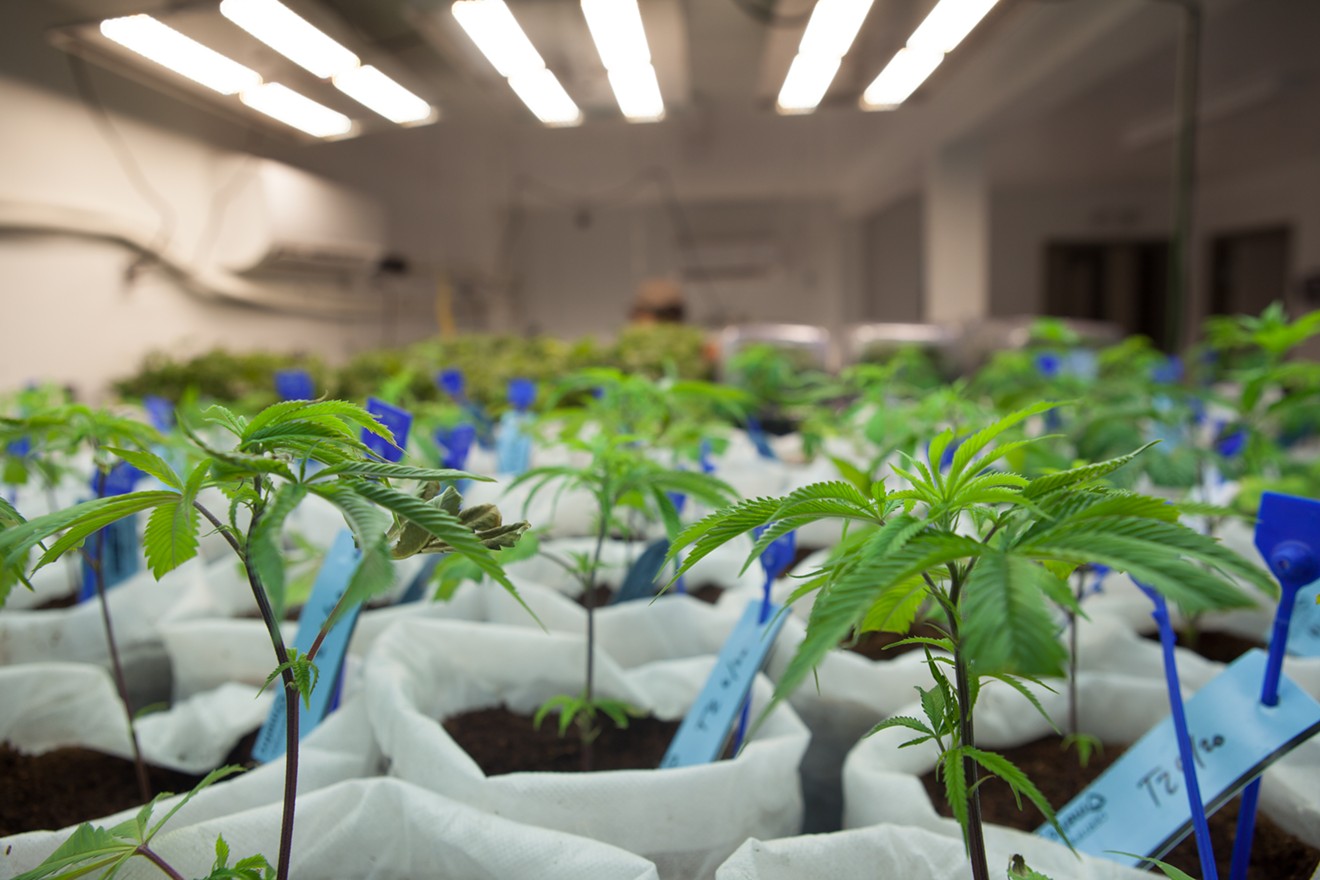 Immature marijuana plants grow indoors.