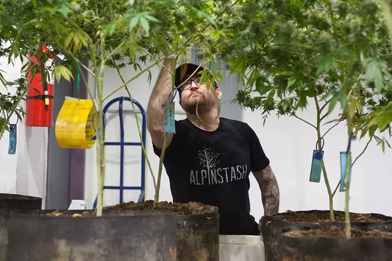 Image: AlpinStash cannabis cultivator Danny Murr-Sloat tends to his plants.