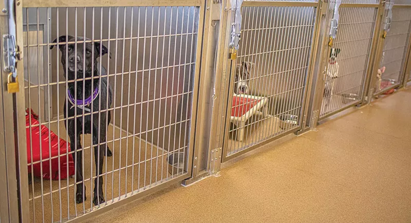 Image: dogs in cages