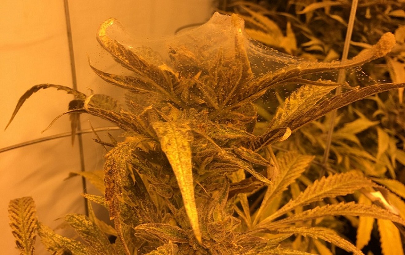 Buddies Wellness had plants riddled with mites and mold, according to the Denver Department of Environmental Health.