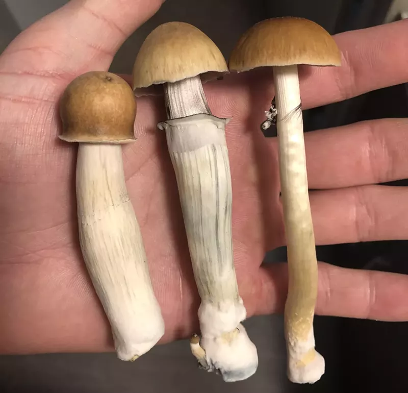 Image: Kole Milner pleaded guilty in federal court on September 28 to dealing psychedelic mushrooms.