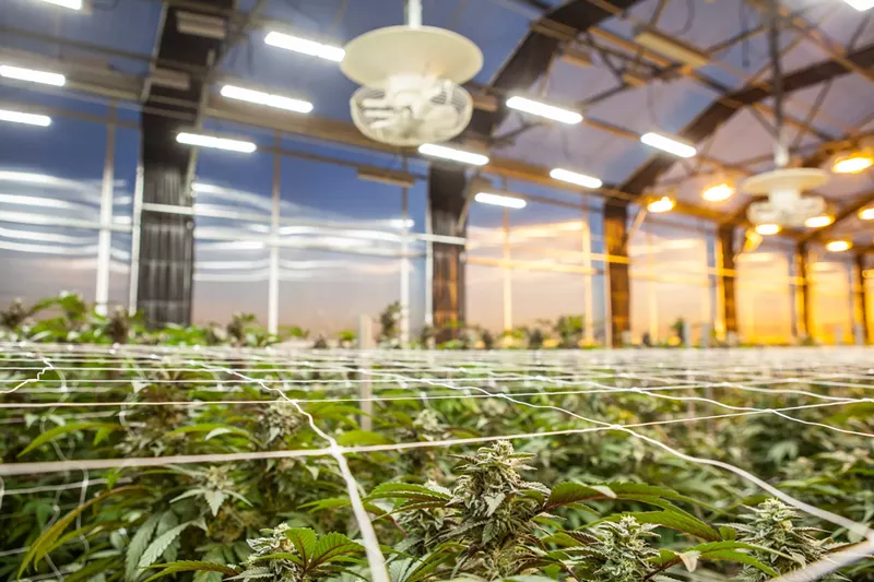Image: The legal marijuana industry's recycling options are limited because of the plant's tight regulation.
