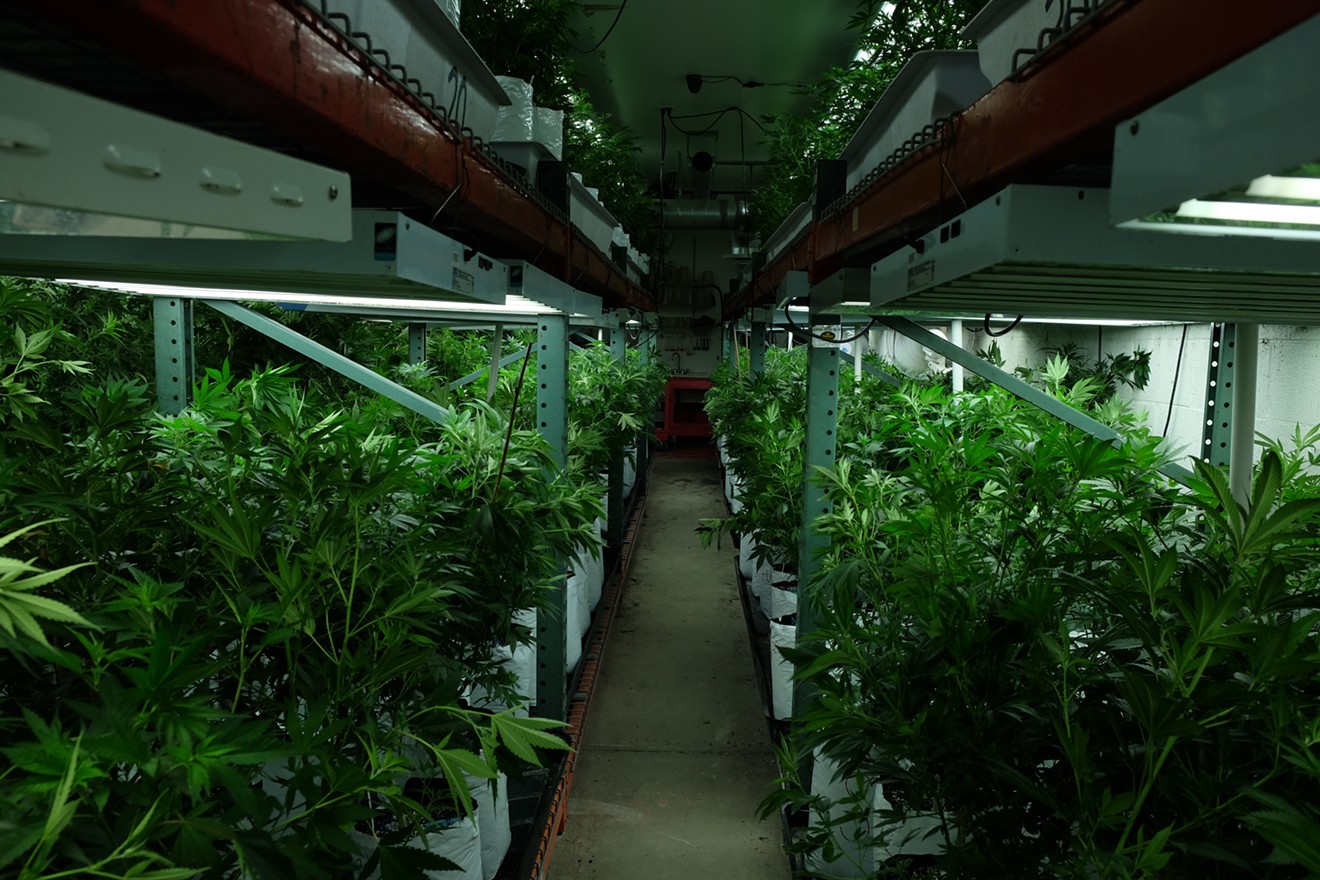 A row of plants inside Colorado Harvest Company's cultivation facility.