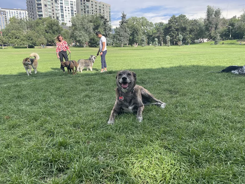Image: Taylor Latour's dog Edwina takes a break from playing at Sunken Gardens.