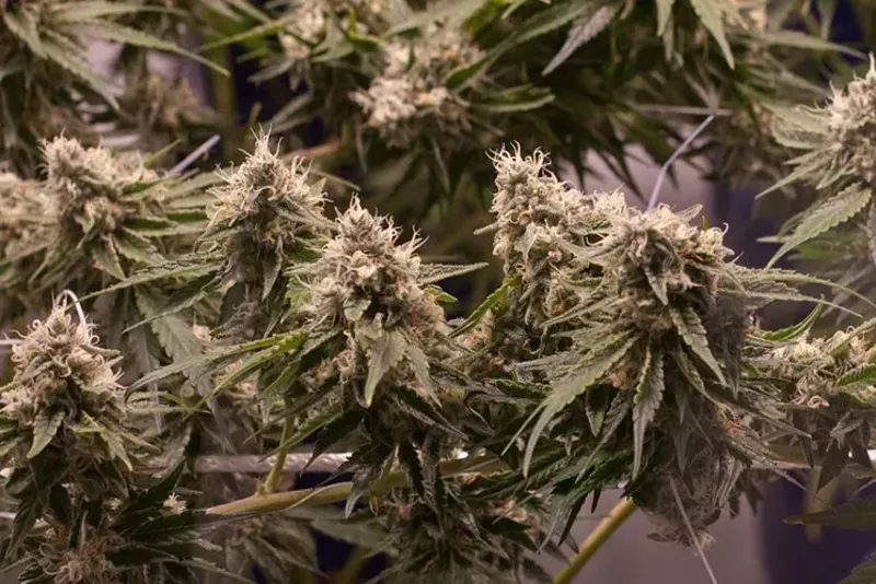 Image: Denver is expected to be a big draw for marijuana delivery.