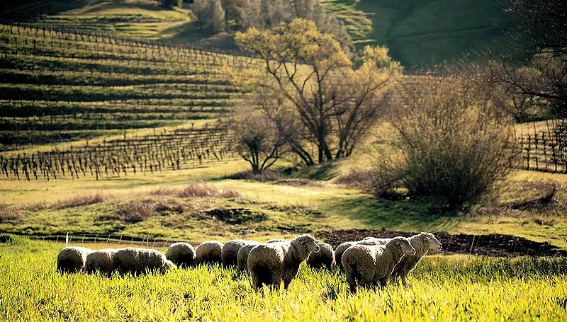 Image: lambs in field