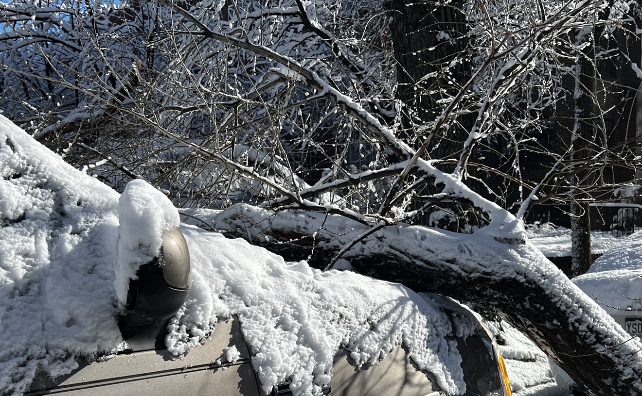 Denver Snowstorm Knocks Down Trees All Over Town. Now What?