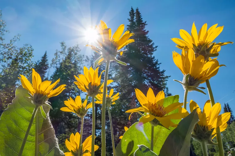 Image: daisies