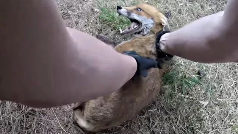 Image: Foxes are among the urban wildlife in Denver that carry diseases capable of being passed to humans.