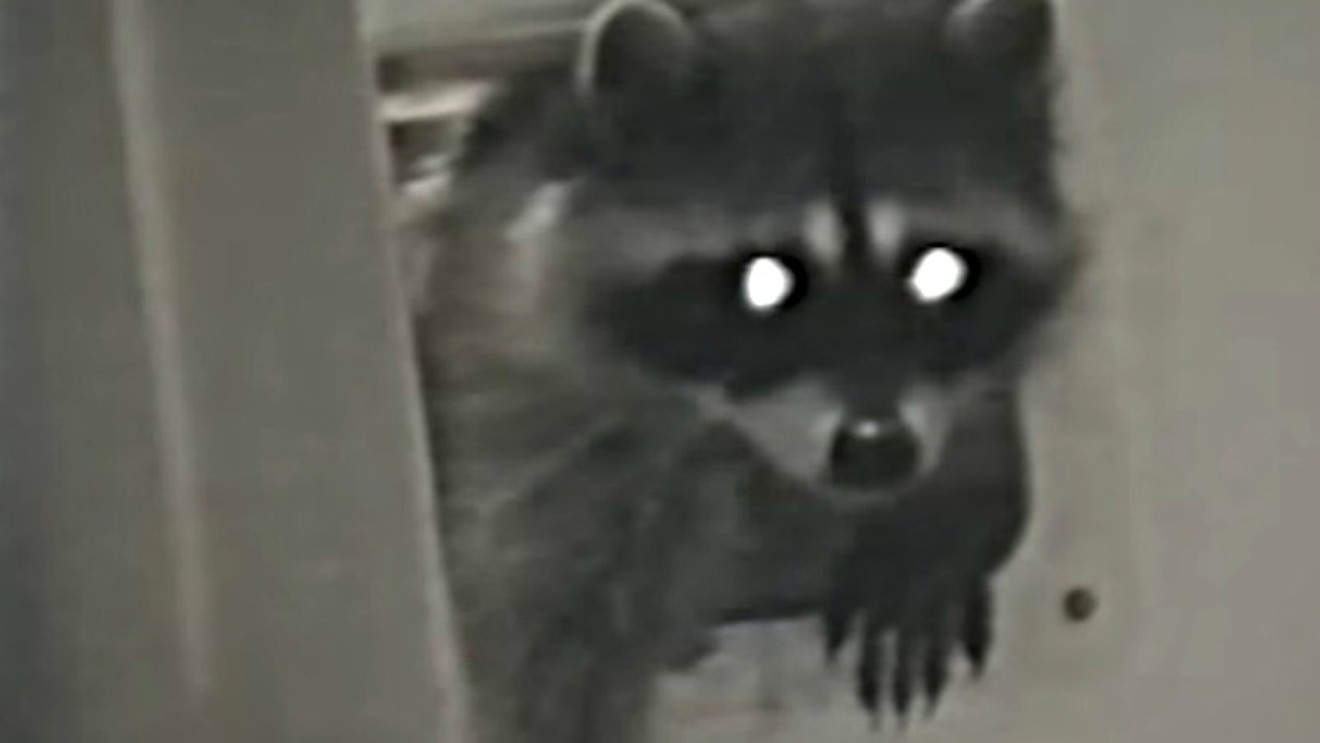 A raccoon caught on surveillance camera sneaking through a pet door.