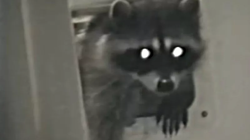 Image: A raccoon caught on surveillance camera sneaking through a pet door.