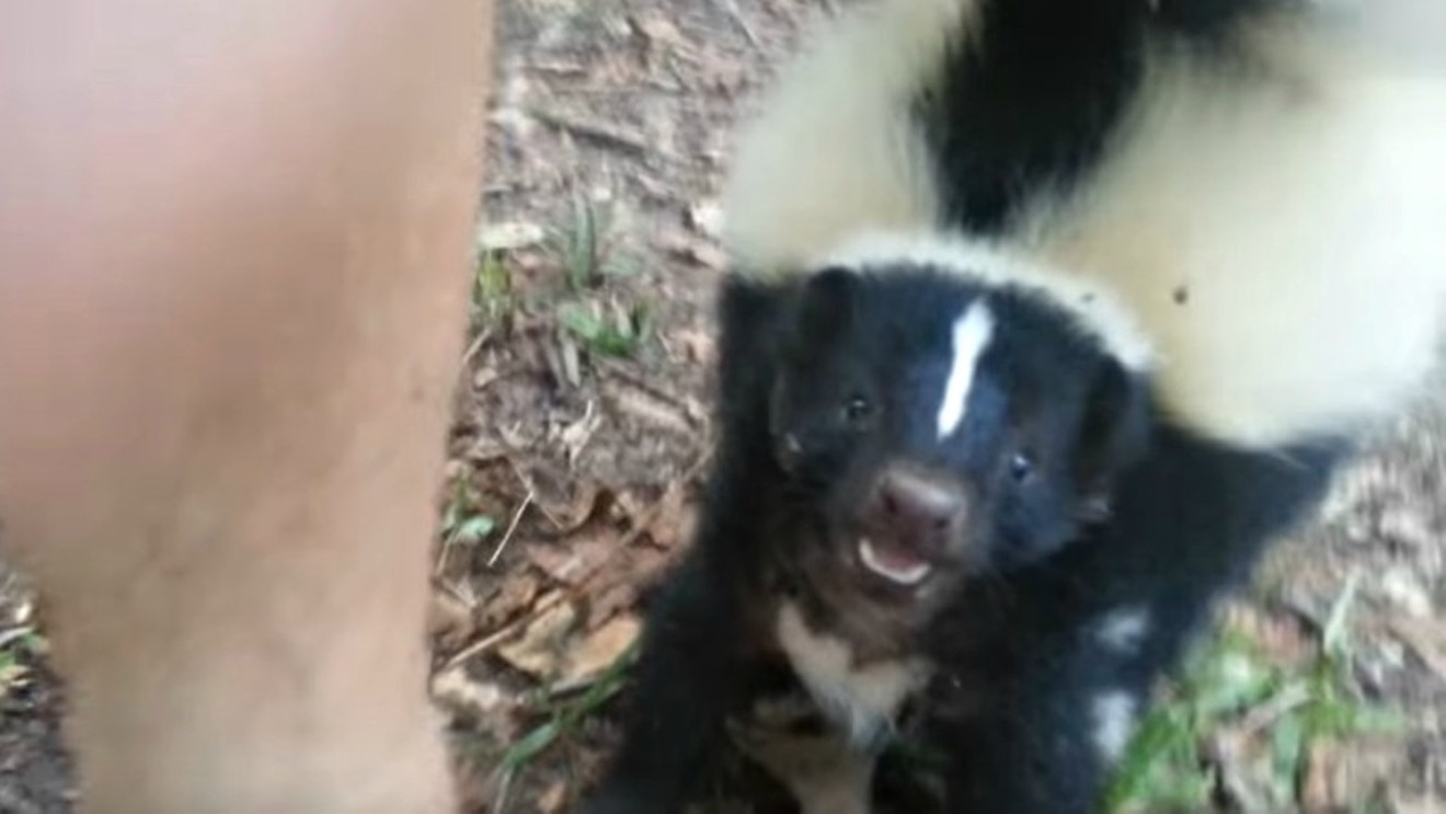 Skunks can be found all over Denver, and they can be aggressive.