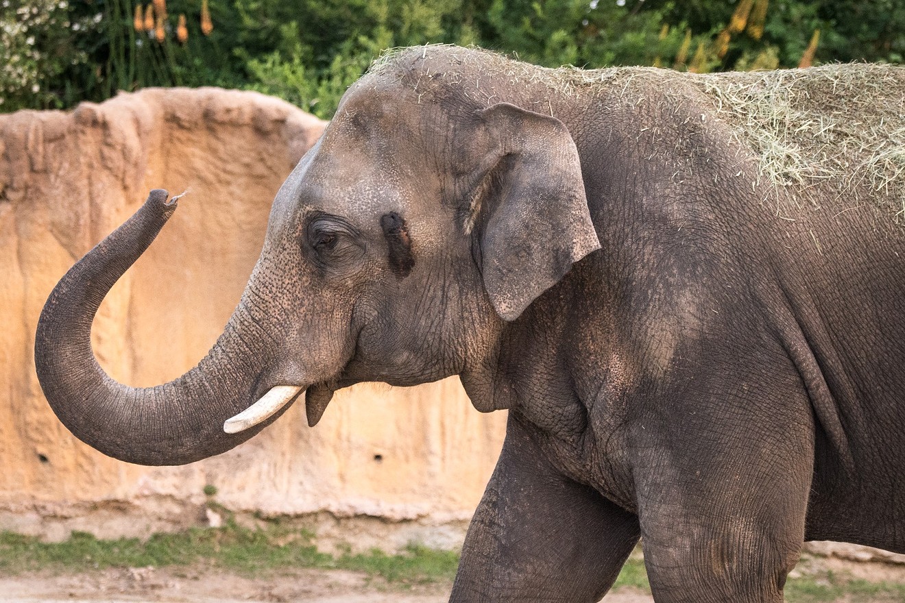 The Denver Zoo elephants wonder where everybody's gone.