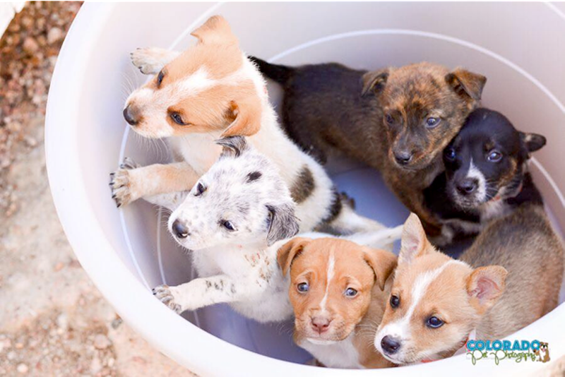 Instead of a bucket of beers, grab a bucket of pups at brunch this weekend.