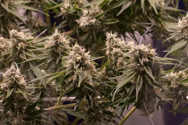 Image: Inside the Green Solution's grow on Grape Street.
