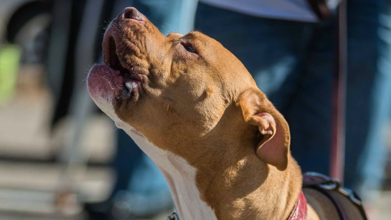 Pit-bull ban proponent says Denver paper threatened to pull