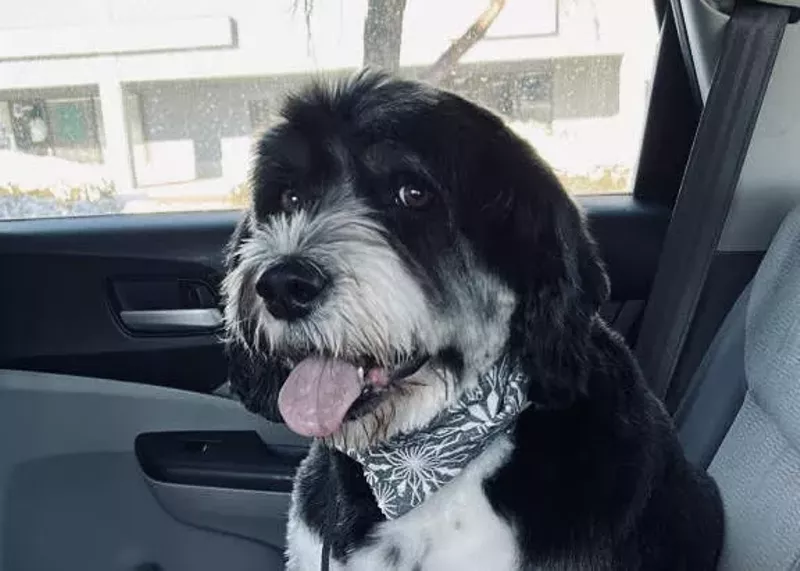 Image: Denver Animal Protection is advising people to leave their dogs at home as more dogs are being left in hot cars this summer.