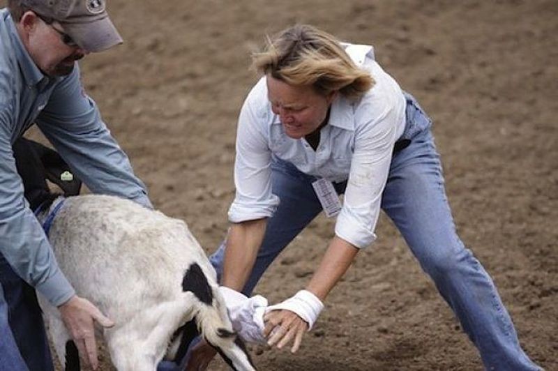 Goat dressing at the Colorado Gay Rodeo.