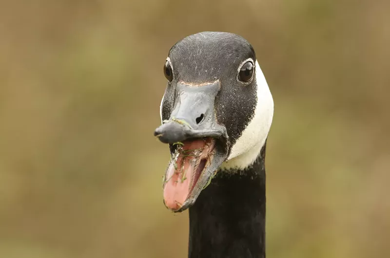 Image: The last year has been a tough one for geese and other birds in Denver.