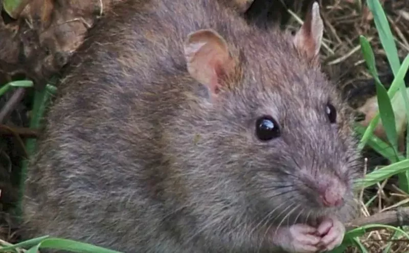 Image: Duck, Duck, Goose: Denver's Most Delicious Pests