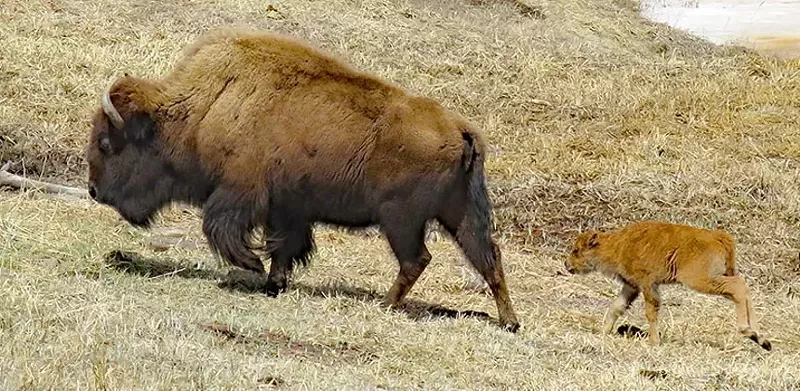 Image: bison and baby bison