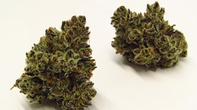 Party Animal cannabis strain