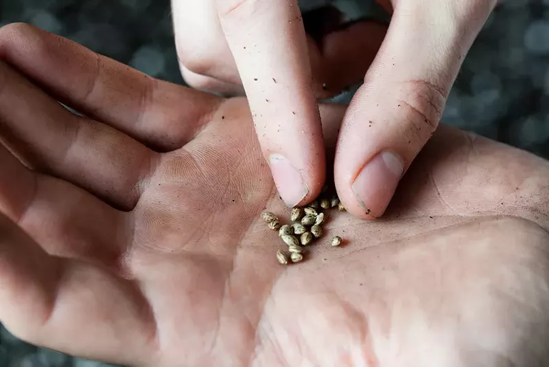 Image: Many growers prefer seeds over clones because they allow for earlier quality control.