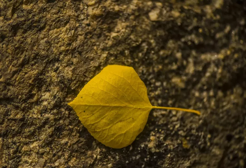 Image: single yellow leaf on tree trunk during fall