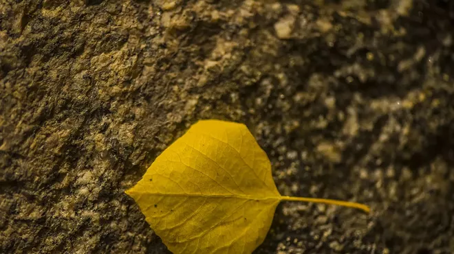 single yellow leaf on tree trunk during fall