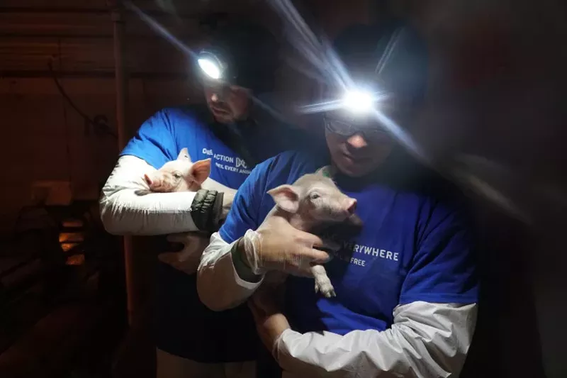 Image: Members of the Boulder-based Direct Action Everywhere "rescued" two pigs from a Utah factory farm in July, as shown in this photo. Now, the FBI is raiding animal sanctuaries to get the pigs back.