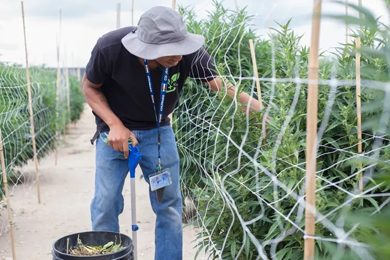 Image: Immigrants who work in the cannabis industry are at risk of having their applications for citizenship denied.