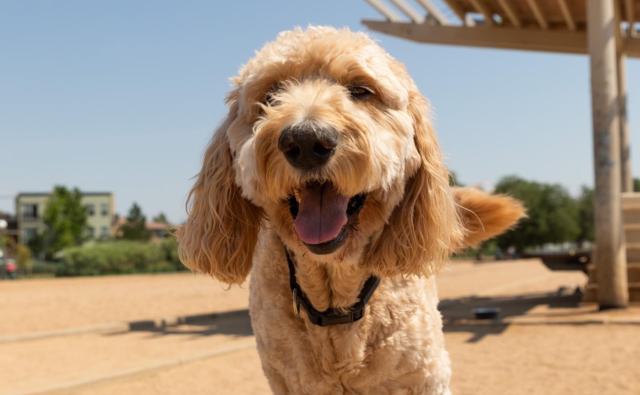Fetch! The Ten Best Dog Parks in Metro Denver