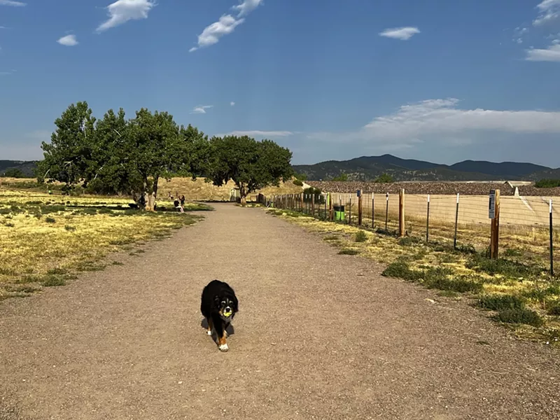 Image: Nell enjoying an early-morning stroll at the West Arvada Dog Park.