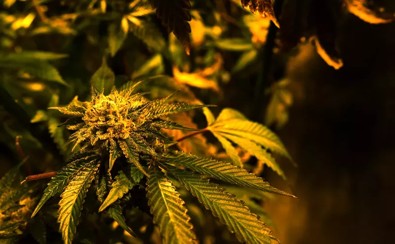 Image: Fifteen Proposed Marijuana Laws That Could Change the Cannabis Industry