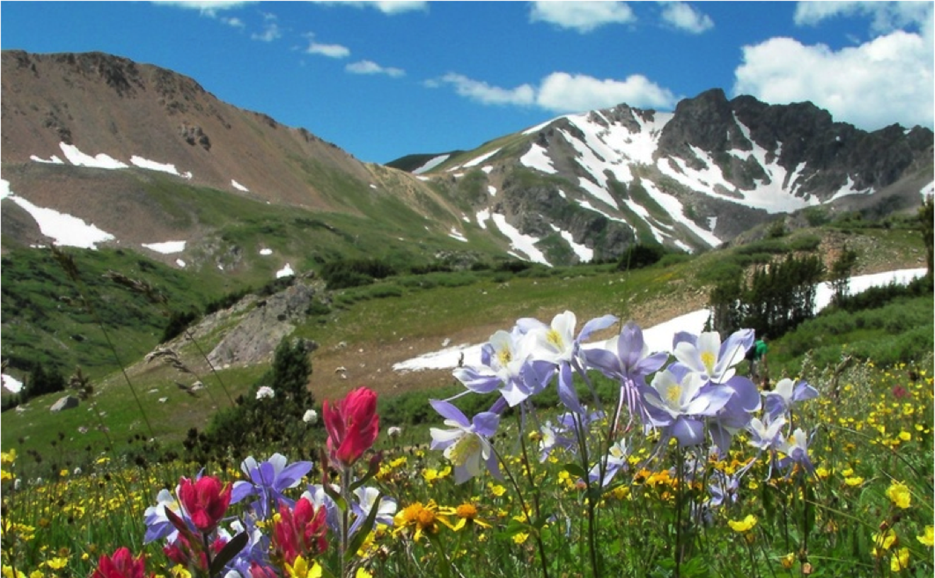Get Outside: Five Best Wildflower Hikes Within Fifty Miles of Denver