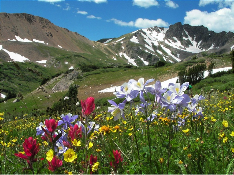 Image: Wildflowers along the Herman Gulch hike.