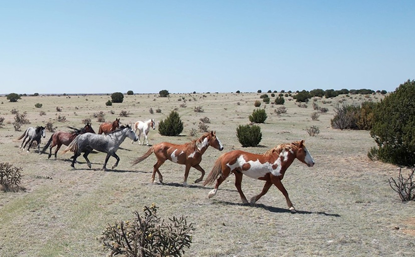 Five Places Where You Can See Wild Horses in Colorado