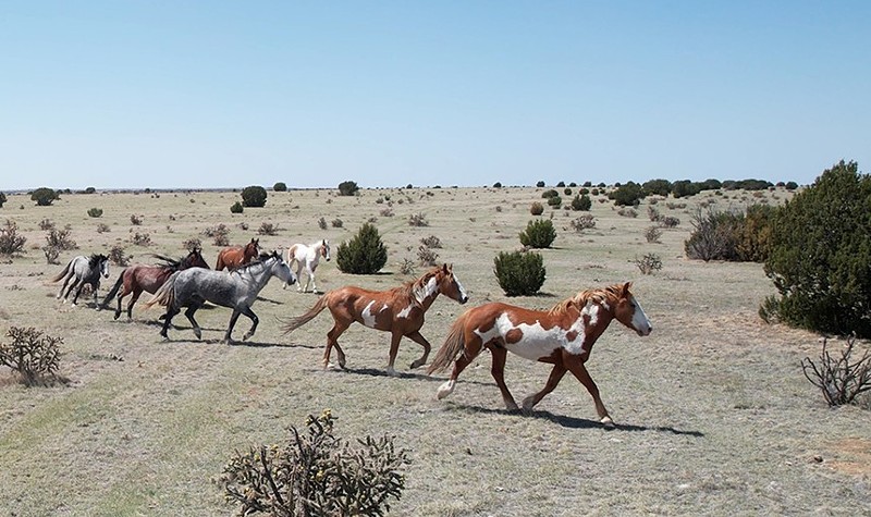 Some wild horses displaced by the BLM have found a new home at The Wild Horse Refuge.