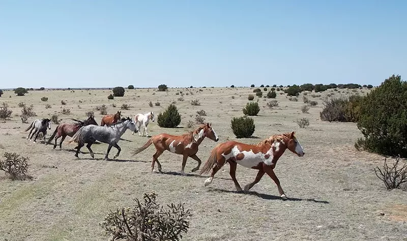 Image: A band of seven mustangs at The Wild Horse Refuge