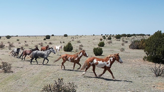 A band of seven mustangs at The Wild Horse Refuge