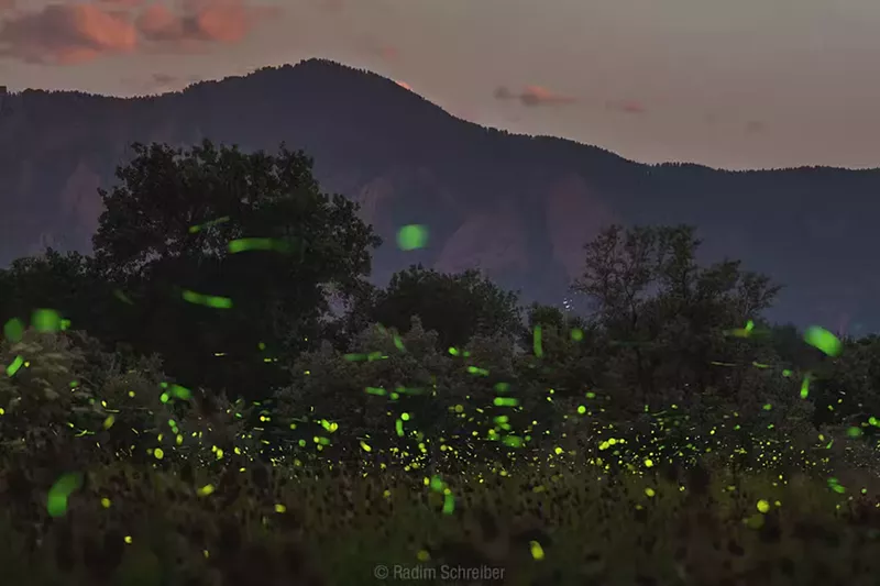 Image: fireflies in Colorado