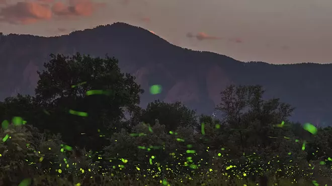 fireflies in Colorado