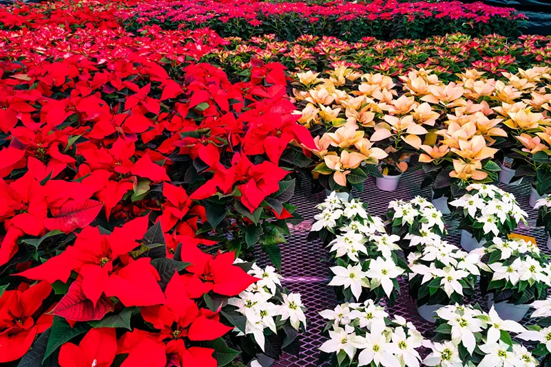 Image: Students grow seventeen poinsettia cultivars at CSU.